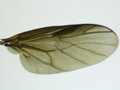 Beris clavipes